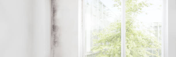 Best Dehumidification Services  in Dixon, MO